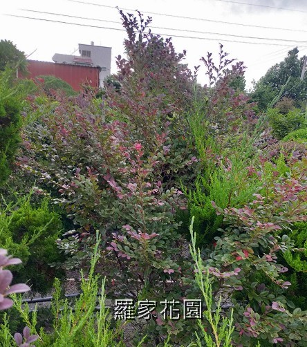 紅彩木