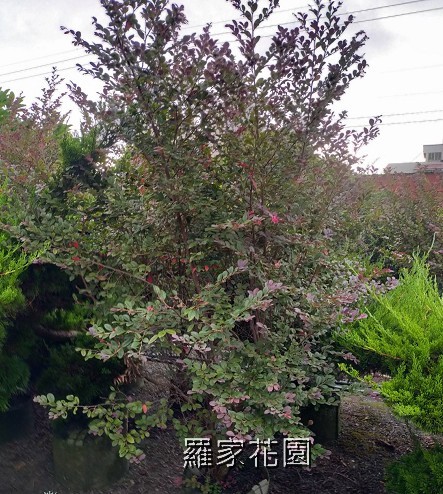 紅彩木