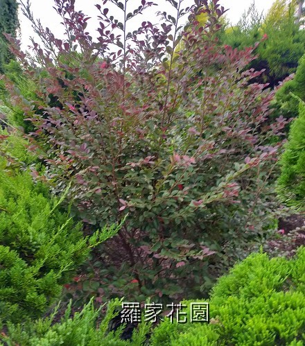 紅彩木