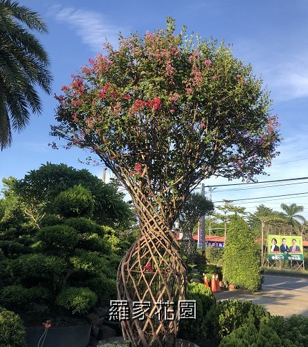 紫薇