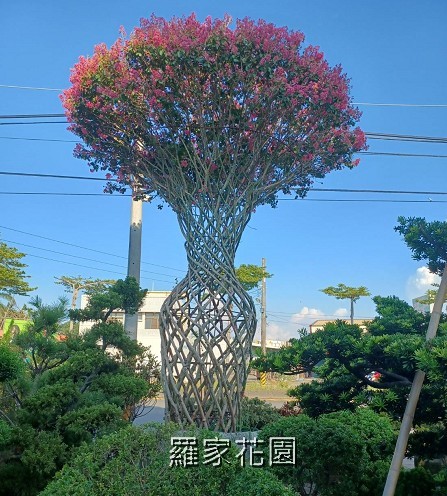 紫薇