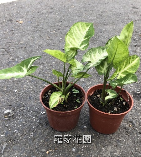 合果芋