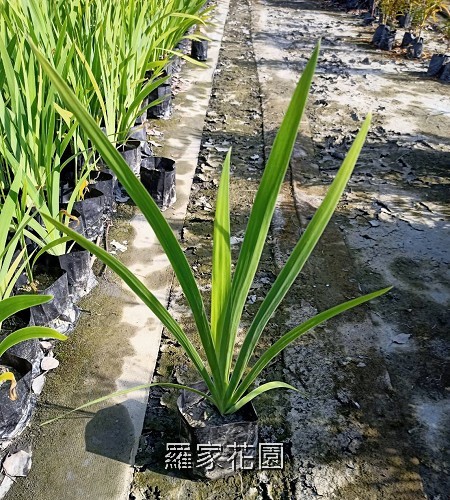 射干