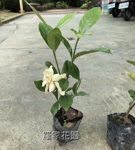 梔子花