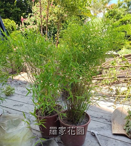 羽竹