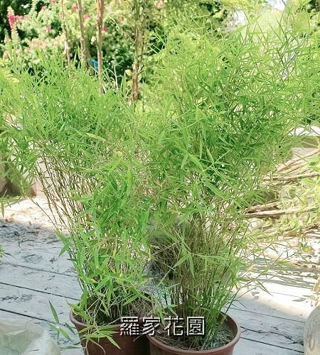 羽竹