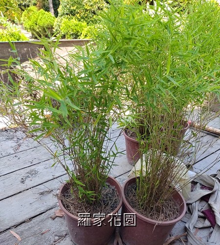 羽竹