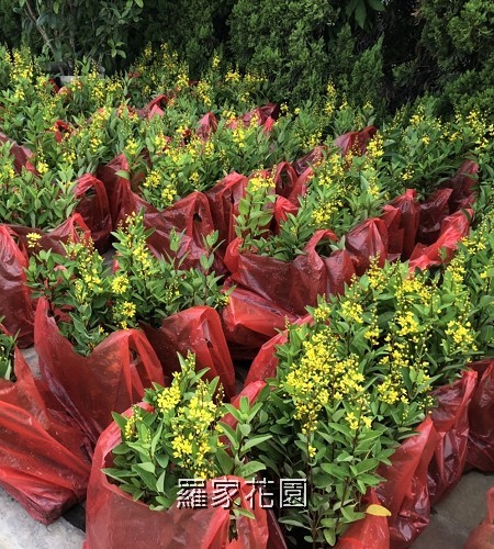金英花