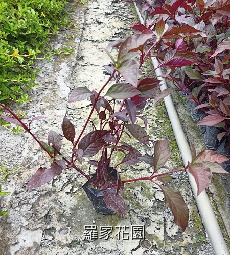 紅龍草