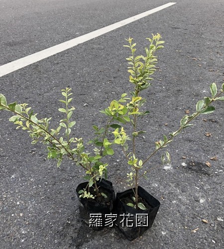 銀姬小蠟