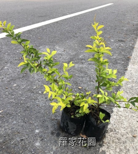 黃金露花