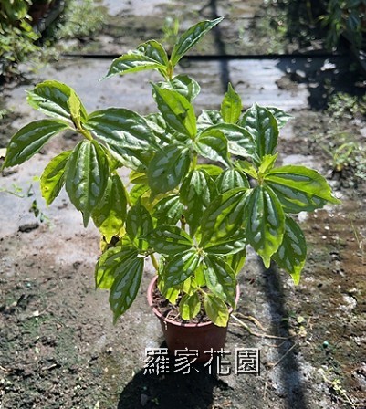 冷水花