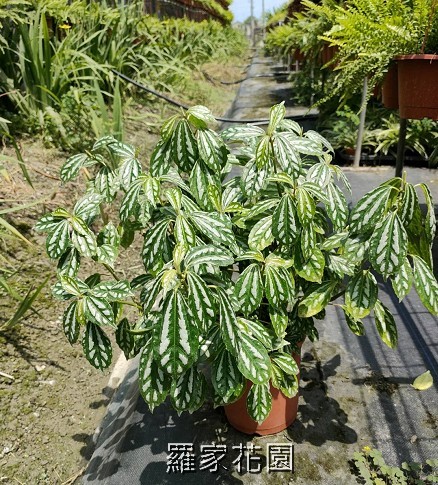 冷水花
