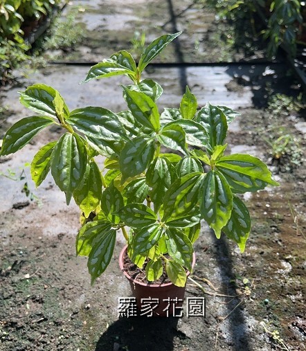 冷水花