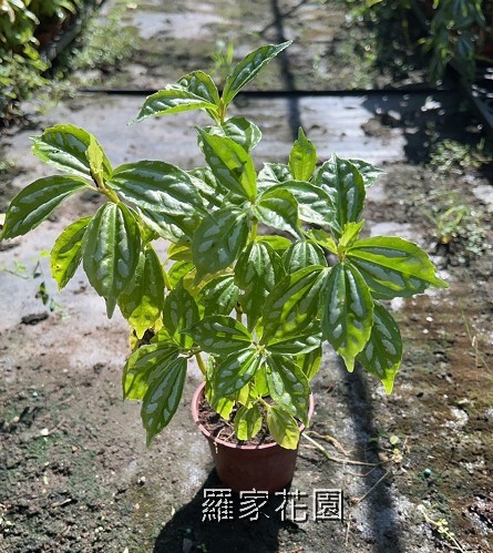 冷水花
