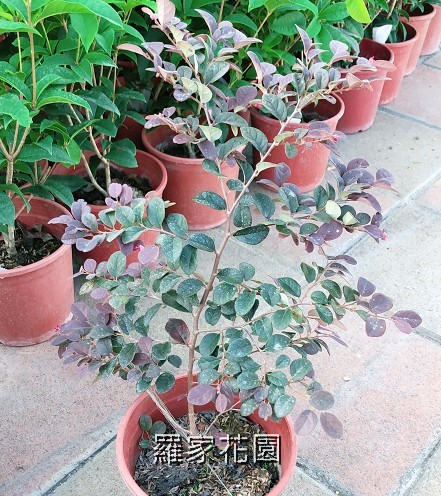 紅彩木
