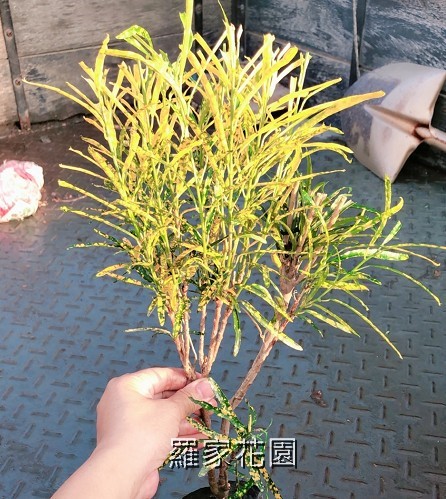 流星變葉木