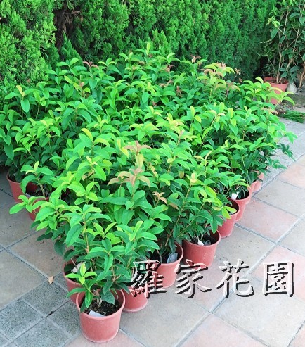 桂花六寸