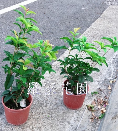 桂花六寸