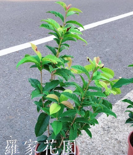 桂花六寸