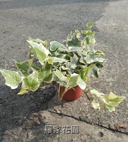 常春藤
