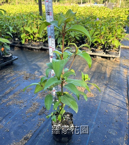 野牡丹