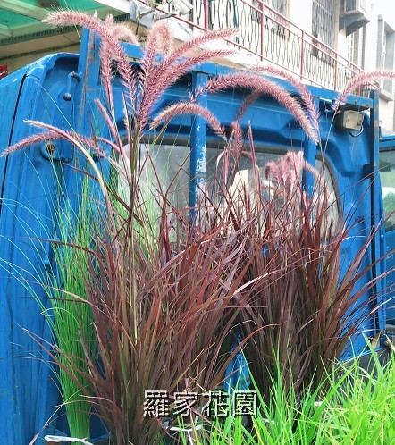 紫葉狼尾草