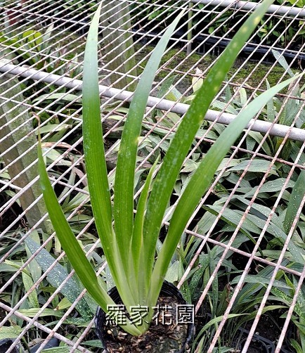 黃花鳶尾