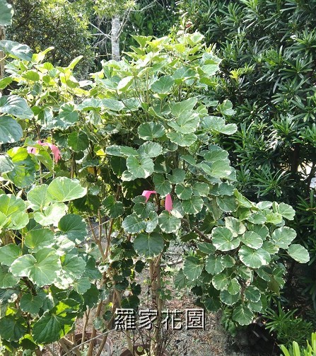 圓葉福祿桐