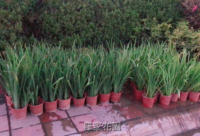 鳶尾花