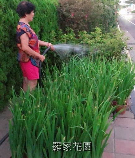 鳶尾花