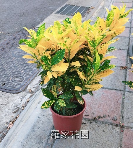 撒金變葉木