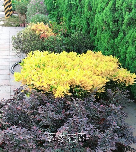撒金變葉木
