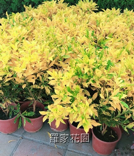 撒金變葉木