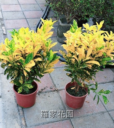 撒金變葉木