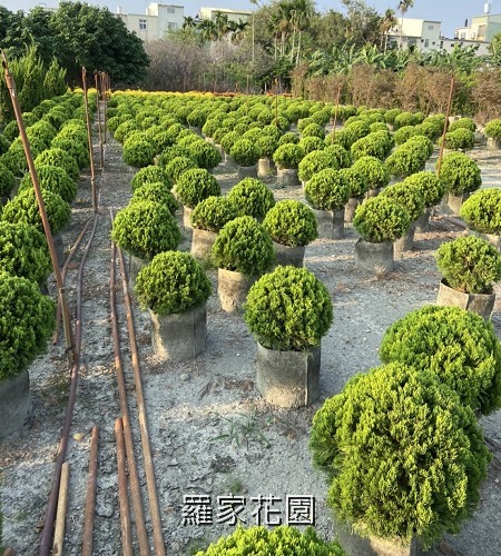 球型龍柏
