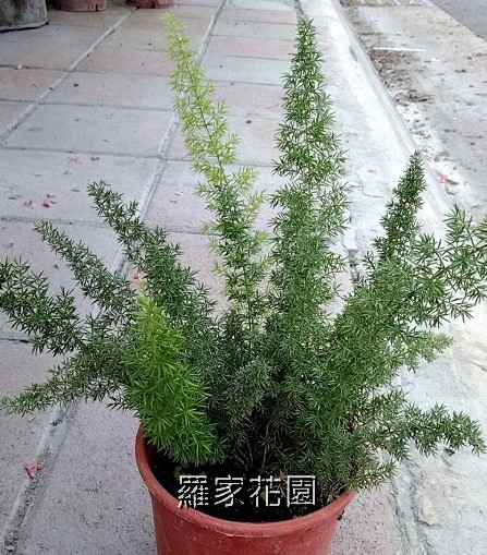 狐尾武竹