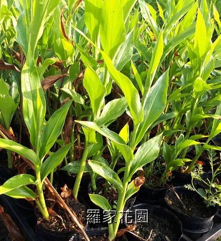 蝴蝶薑