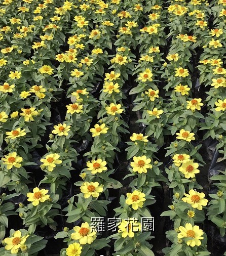 百日草