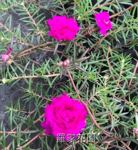 松葉牡丹