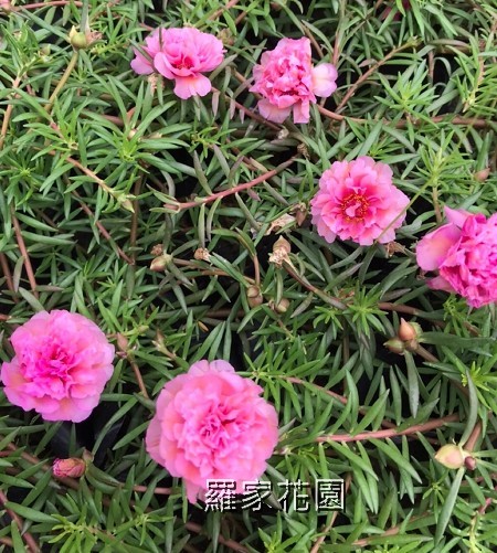 松葉牡丹