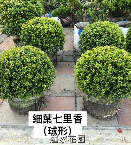 球型細葉七里香