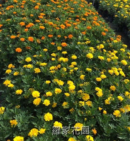 孔雀菊