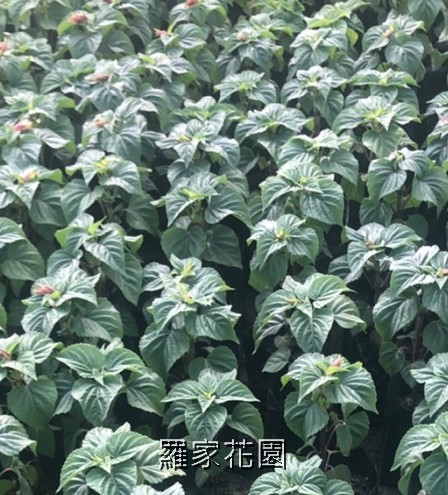 一串紅