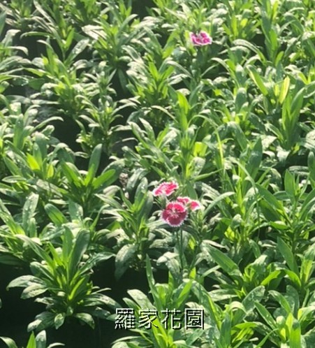 石竹