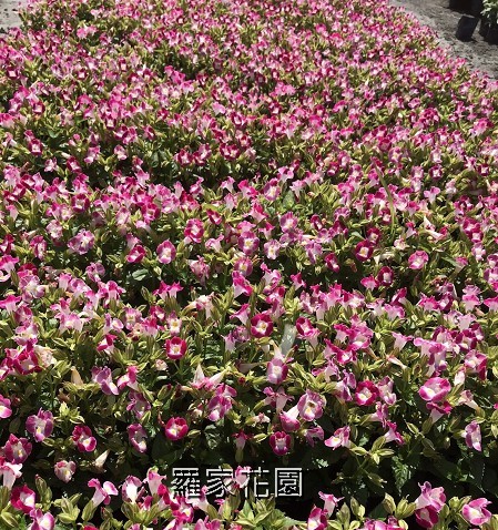 夏堇
