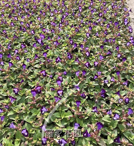 夏堇
