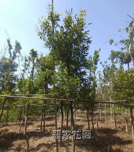 香楠