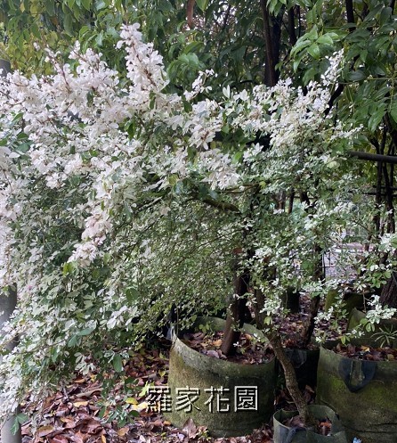 班葉金龜樹