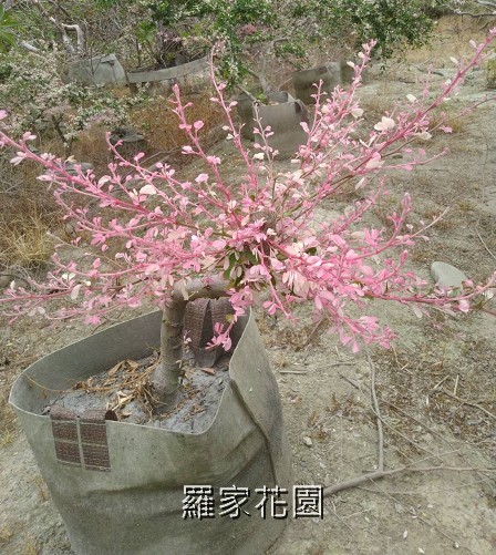 班葉金龜樹